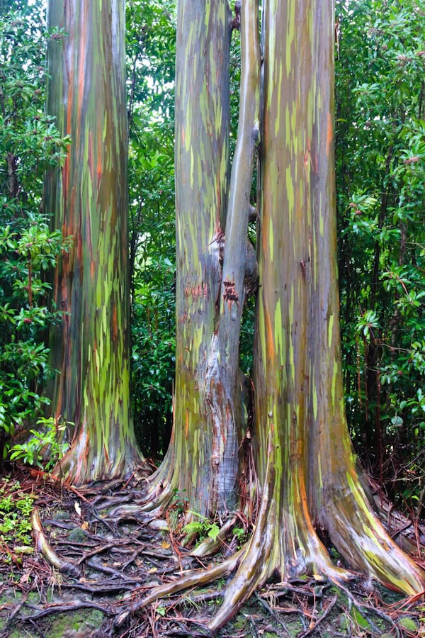 rainbow-eucalyptus.jpg Rainbow Eucalyptus