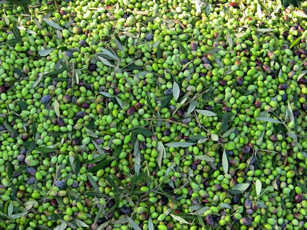 Olive Harvest
