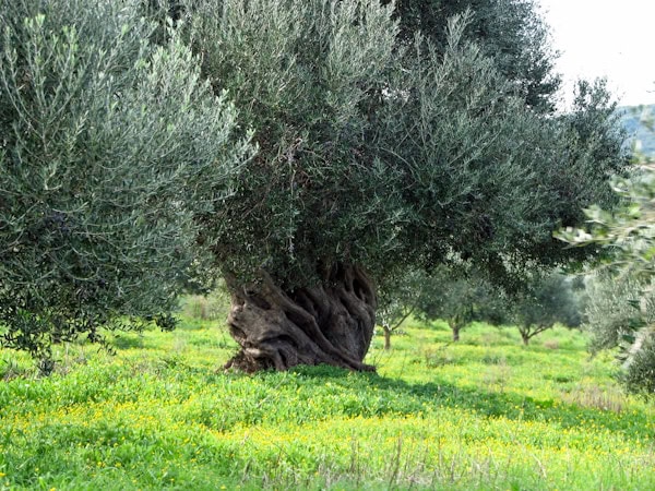 Olive Tree