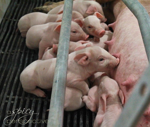 newborn piglets via aspicyperspective.com