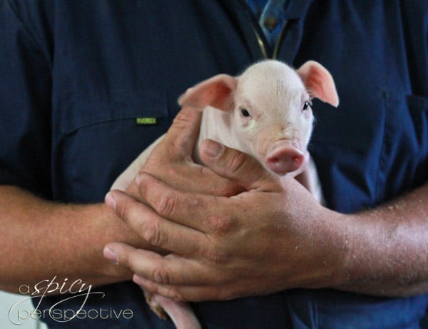 sustainable pork tour