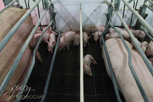 farrowing crates via aspicyperspective.com