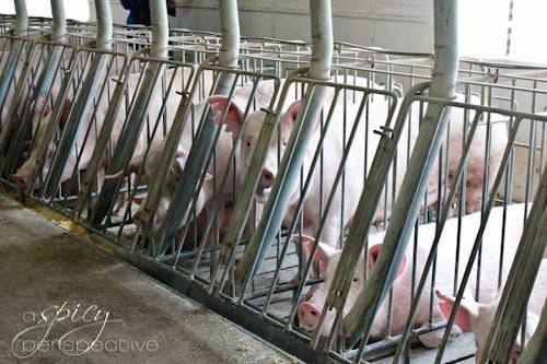 Sows via Aspicyperspective.com